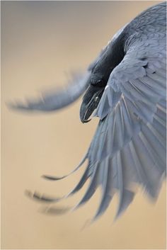 a black and white bird flying through the air