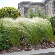 tall grass in front of a stone building