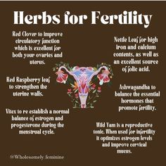 Herbs For Womb Healing, Herbs For Wellness, Herbs For Lubrication, Herbs To Boost Fertility, Vitex For Fertility, Herbs For Ovaries, Herbs For Feminine Health, Herbs To Help Get Pregnant, Herbs For Fertility Witchcraft