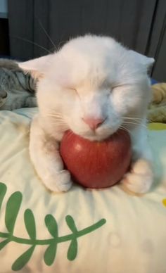 a white cat laying on top of a pillow next to an apple