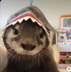 an otter wearing a hat with a shark's teeth