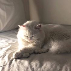 a white cat laying on top of a bed