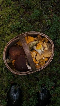 a basket filled with lots of food sitting on top of a lush green forest floor