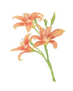 watercolor painting of orange lilies on white paper with green stems in the foreground