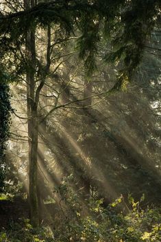 sunbeams shining through the trees in a forest