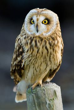 an owl sitting on top of a wooden post looking at the camera with yellow eyes