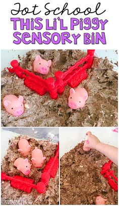 this is an image of pigs in the dirt with text overlay that reads, got school this lil piggy sensory bin