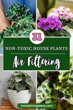 there are some plants that are in this collage with the words 31 non - toxic house plants