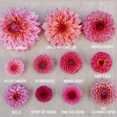 the different types of flowers are shown in this image, including dahlias and daisies