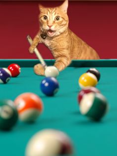 a cat is playing pool with balls and a cue in it's mouth while looking at the camera