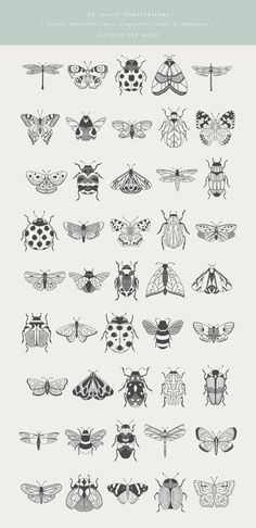 an image of different types of insects