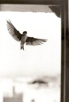 a black and white photo of a bird flying in the air