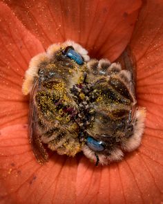 two bees sitting on top of each other in the middle of a large orange flower