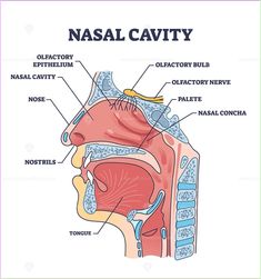 the anatomy of the nose and its major parts labeled in this diagram, you can see what it is