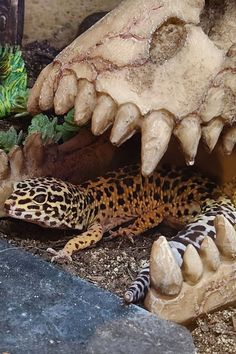 there is a lizard that is laying on the ground next to a fake animal skull