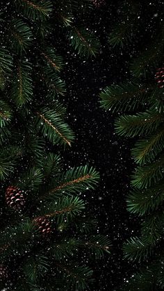 pine branches with snow falling on them at night