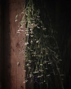 flowers hanging from the ceiling in front of a wooden wall