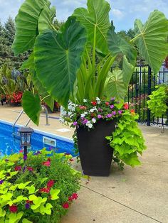 two planters are next to a pool with flowers in it and one has large green leaves