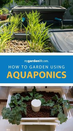 how to garden using aquaponics