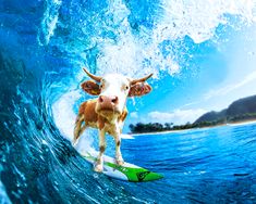 a baby cow riding on top of a surfboard in the middle of a wave