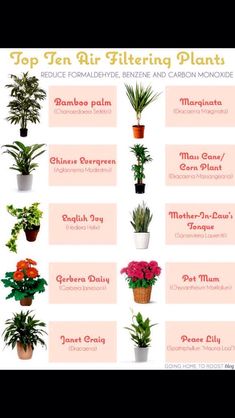 the top ten houseplants for air purifying plants is shown in this poster