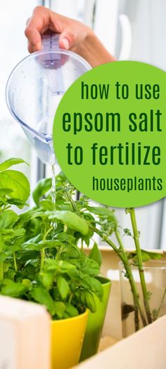 Expert tips for using epsom salt to fertilize houseplants. How much epsom salt to give your indoor plants for maximum benefit. Epsom Salt Fertilizer, Epsom Salt For Tomatoes, Epsom Salt For Plants, Epsom Salt Garden, Water Ferns, Epson Salt, Natural Fertilizer