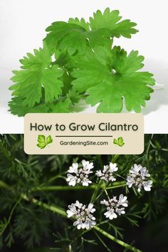 cilantro herb care, grow cilantro, how to grow cilantro, growing cilantro How To Grow Cilantro, Grow Cilantro, How To Harvest Cilantro, Cilantro Plant, Growing Cilantro, Herbal Garden, Creative Planter