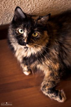 a cat sitting on top of a wooden floor next to a wall and looking at the camera