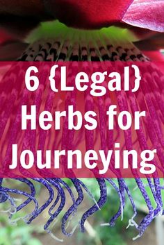 a close up of a flower with the words 6 legal herbs for journeying