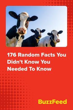 two cows standing next to each other with the words 76 random fact you didn't know