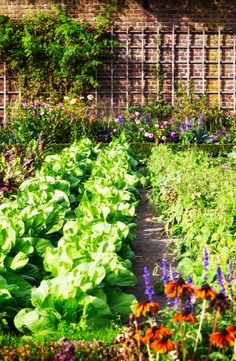 a garden with many different types of plants and flowers in the area next to a brick wall