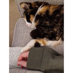 a calico cat is sleeping on the arm of a person sitting in a chair