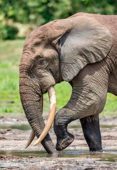 an elephant with tusks standing in the mud