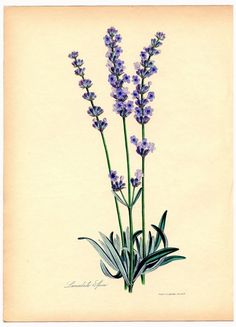 an illustration of lavender flowers with green leaves