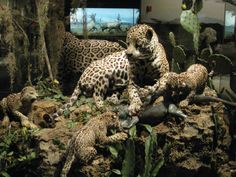 several stuffed animals are on display in a glass case with cactuses and cacti