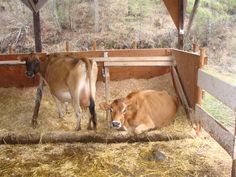 two cows are laying down in their pen