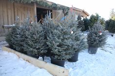 Covered Bridge Ranch :: Christmas Trees at the Covered Bridge - Cut Your Own Tree