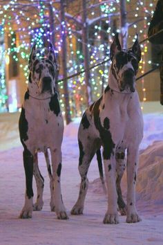 two black and white dogs standing next to each other in front of christmas lights at night