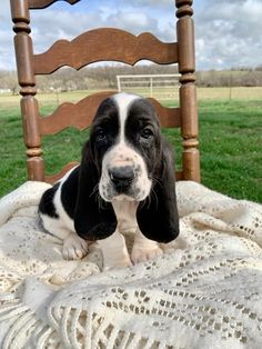 a black and white dog sitting on top of a bed next to a wooden chair