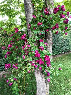 pink flowers growing on the side of a tree in a park area with green grass