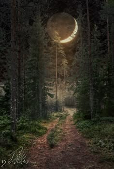 a path in the middle of a forest with a half moon on it's side