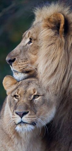 two lions cuddle close together in the wild