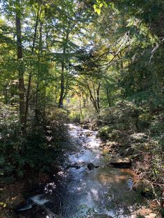 a stream running through a forest filled with lots of trees