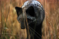 a black and white wolf walking through tall grass