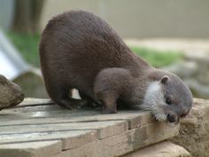 an otter is standing on the edge of a stone wall and looking at the camera