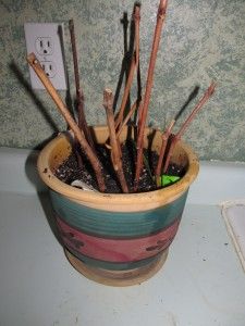 a potted plant with sticks sticking out of it's center and dirt on the ground