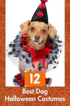 clown dog costume from dog halloween costumes Quirky Outfits