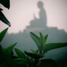 the shadow of a person standing on top of a hill next to green plants and trees