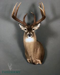 a taxidermy deer's head mounted on a gray wall with antlers