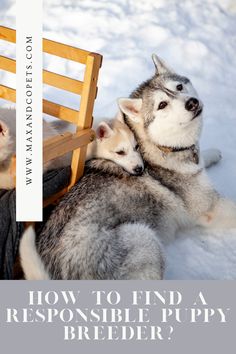 two husky dogs sitting next to each other on a snow covered ground with the words how to find a responsible puppy breed?